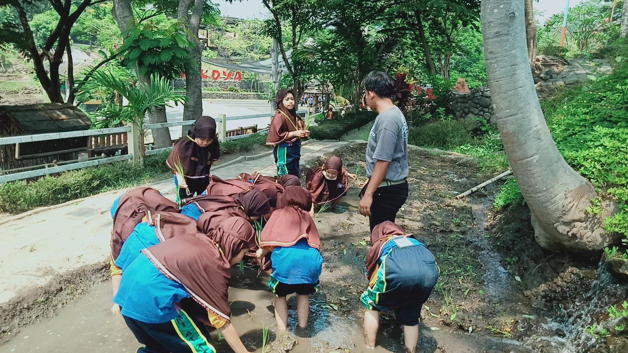 MENANAM PADI