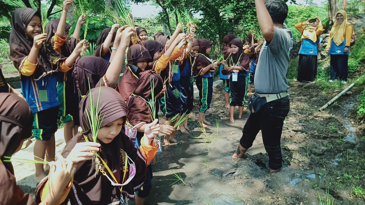 MENANAM PADI