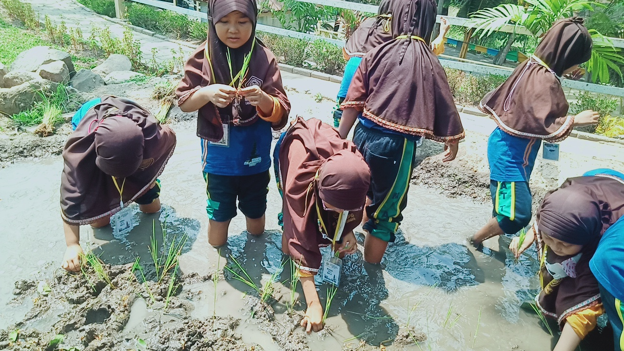 MENANAM PADI MENANAM PADI